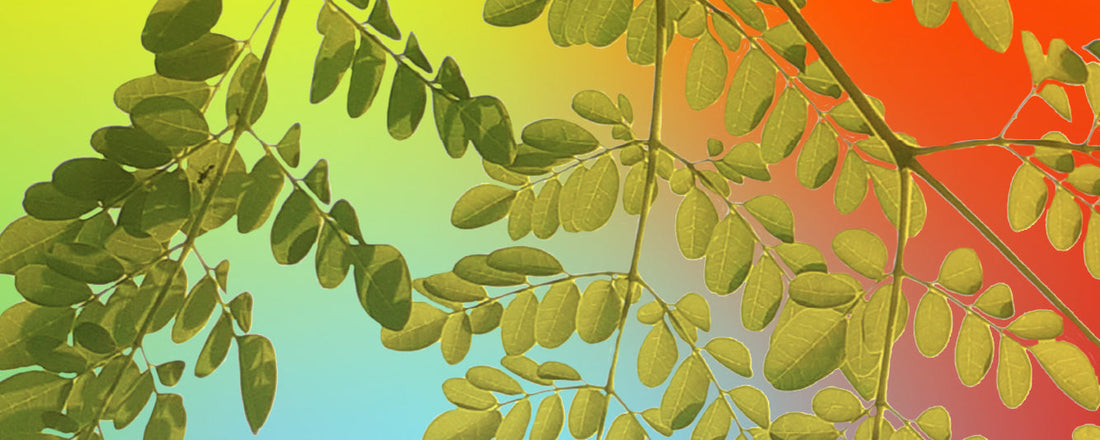 Where Does the Moringa Tree Grow? From War-Torn Soil to Global Superfood