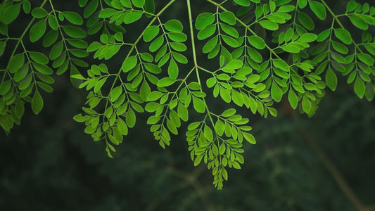 Why 500 mg of Moringa Matters: Real Health Benefits in Every Can