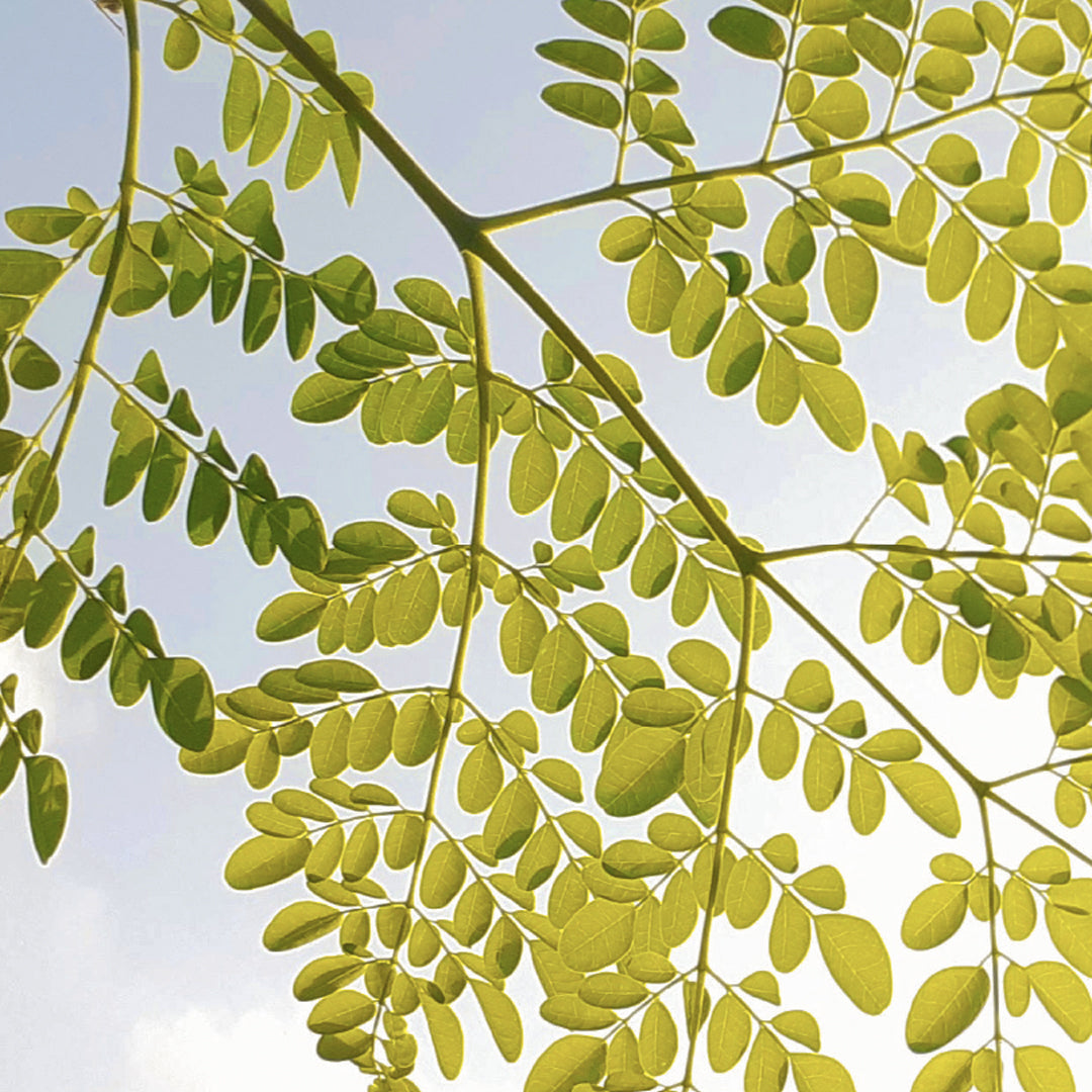 What is Moringa?